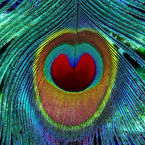 Peacock Valentine Scarf